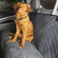 Dirty Dog 3-i-1 sædeovertræk til bagsæde – Grå