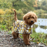 Regnjakke til hund m. Blomster / gul - XXL