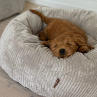 Elva hundekurven i beige – bred fløjl – Large 85ø